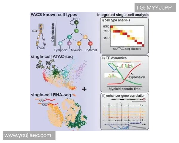 西安排球队技术分析与战术创新的深度探讨与启示 西安排球队技术分析与战术创新的深度探讨与启示